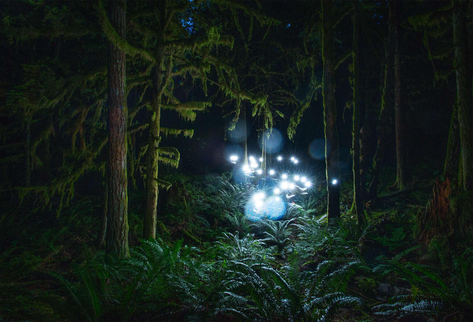 The Gathering. As I imagined myself as light within the forest, there seemed to be an energy exchange of between the trees. I honoured them, and they gifted me.